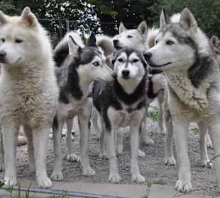 Ein Rudel Sibirischer Huskys hautnah erleben