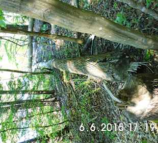 Działalność bobrów nad Klimuntem. .