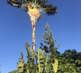 Wandern Puerto de la Cruz