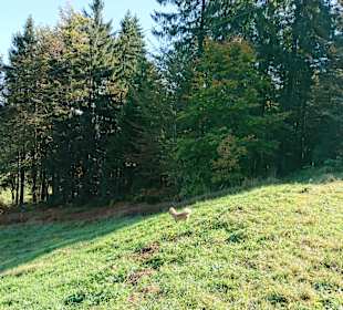 Wandern Mitterfirmiansreut