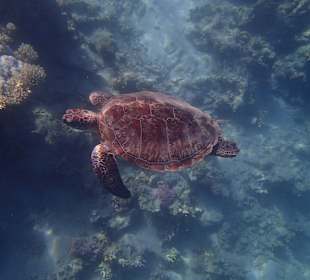 Schnorcheln Marsa Alam