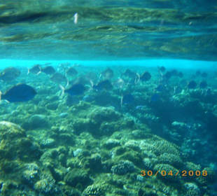 Hausriff vom Sunrise Tirana Aqua Park