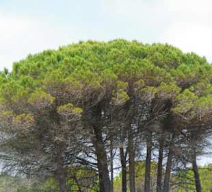 Strand von Bibione 06-2010