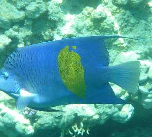 Poisson pris en snorkelling