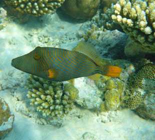 Drückerfisch (schnorchelnd)