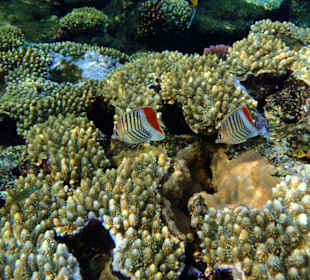 Falterfisch am Riff des Three Corners Fayrouz Plaza Beach Re