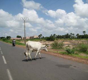 Rindvieh kreuzt den Highway