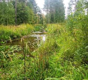 Hinterer Teil Birkensee Naturschutz