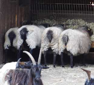 WP LH Herbst Impression