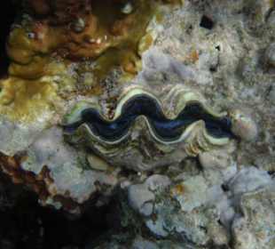 Wunderschöne Muschel