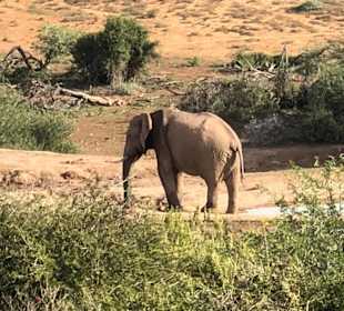 Addo Elephant Nationalpark