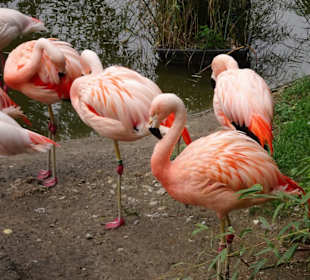 Bei den Flamingos im Zoo Salzburg