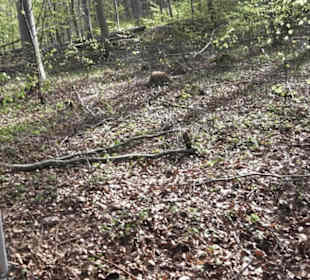 Wanderweg Hochgehkämpft