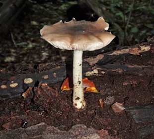 Eindrücke aus dem Neuenburger Urwald