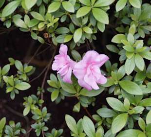 Anlage Planten un Blomen