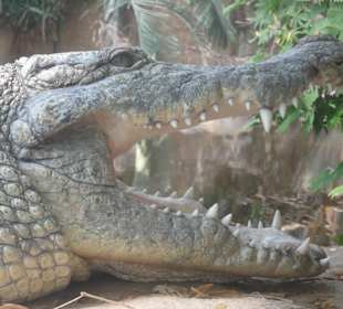 Krokodil