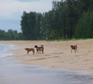Hunde am Strand