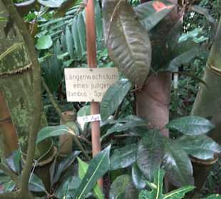 Tropicarium