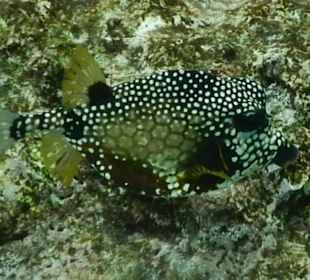 Beim Schnorcheln gesichtet