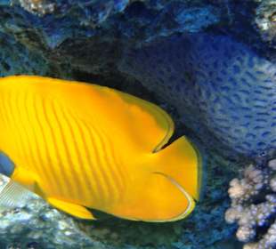 Traumstrand & Korallenriffe/Fische der Superlative