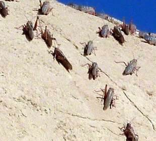 "Biblische Plage" in St. Paulus