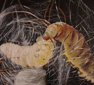 Raupen spinnen sich ein