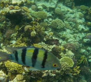 Schnorcheln Marsa Alam