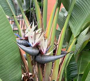 Altstadt Puerto de la Cruz