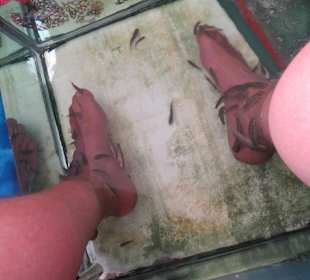 Die Füße im Kangalfisch Knabberbecken