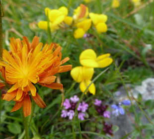 Blühende Wiesen: Wanderung auf die Mussen