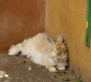 Hase