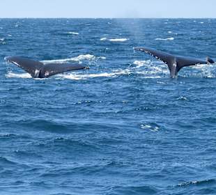 Bild vom Wale Watching in Monterey