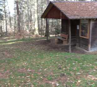 Wellingtonien - Platz mit Mammutbäumen