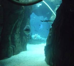 Am Boden des Aquariums.