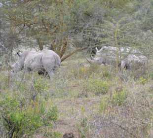 Nashörner im Lake Nakuru Nationalpark