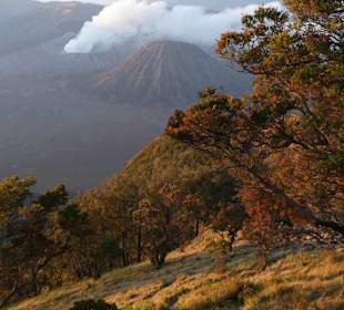 Mt. Bromo