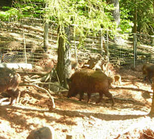 Wildschweine
