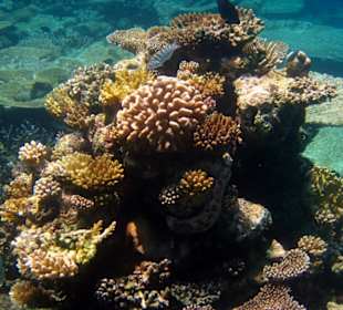 Korallenriff