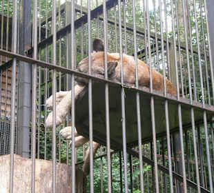Zwierzęta w ZOO