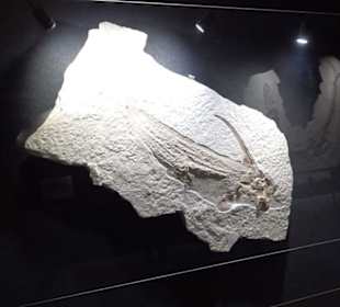 Dinosaurier Museum Altmühltal