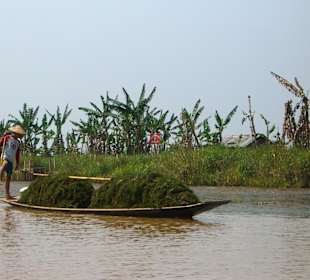 Trasporto di alghe sul lago