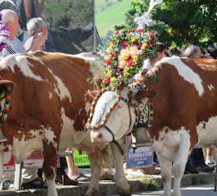 Almabtrieb Kohlerhof 2014