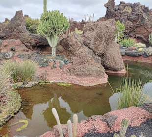 Jardin de Cactus / Kaktusgarten Guatiza