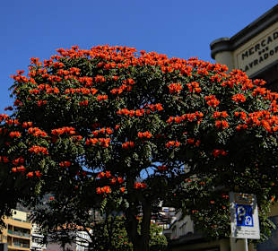Hier geht's zur Markthalle