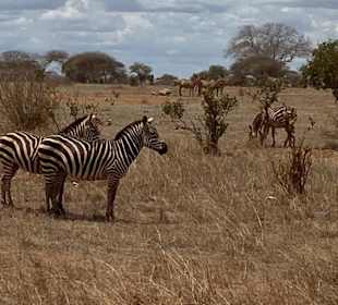 Impressiv Tsavo east Safari