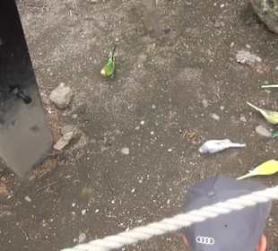 Südamerika Bereich - Vogelhaus