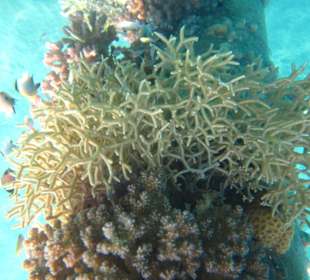 Korallen beim Schnorcheln 