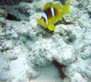 Dolphintour mit Oototo zum Zweiten