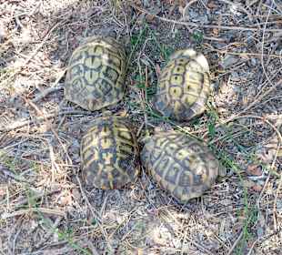 Schildkröten