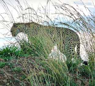 Die Sonne geht unter